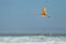 Long-billed Curlew in flight