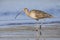 Long-billed Curlew foraging at the edge of an estuary