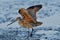 A long billed curlew landed on muddy lake surface