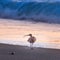 Long Billed Curlew on Moonstone Beach, Cambria, California