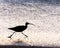 Long Billed Curlew on Moonstone Beach, Cambria, California