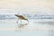 Long-billed Curlew, North America`s largest shorebird, close up on the beach