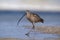 Long-billed Curlew (Numenius americanus)