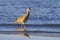 Long-billed curlew (Numenius americanus) foraging in shallow water