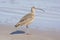 Long-billed Curlew on the Shore