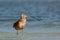 A long billed curlew wades in shallow water.