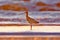 A Long Billed Curlew walking on the shore