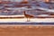 A Long Billed Curlew walking on the shore