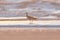 A Long Billed Curlew walking on the shore