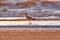 A Long Billed Curlew walking on the shore