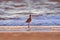 A Long Billed Curlew walking on the shore