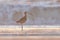 A Long Billed Curlew walking on the shore