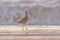 A Long Billed Curlew walking on the shore