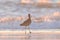 A Long Billed Curlew walking on the shore