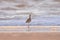 A Long Billed Curlew walking on the shore