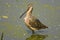 Long-billed Dowitcher preening