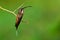 Long-billed Hermit - Phaethornis longirostris large hummingbird, resident breeder from central Mexico south to northwestern