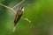 Long-billed Hermit - Phaethornis longirostris large hummingbird, resident breeder from central Mexico south to northwestern