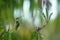 Long-billed Starthroat sitting on branch in garden, palm leaves in background, bird from caribean tropical forest