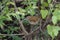 Long billed thrasher in foliage