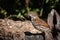 Long-billed Thrasher on a log