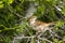 Long-billed Thrasher perched