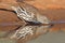 Long-billed Thrasher (Toxostoma longirostre) - Texas