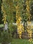 Long birch twigs, yellow birch leaves, autumn tree