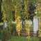 Long birch twigs, yellow birch leaves, autumn tree