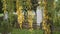 Long birch twigs, yellow birch leaves, autumn tree, soft focus