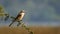 Long bird with green leaves, Long Tailed Shrike