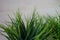 Long blades of green grass on wood background.