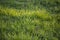 Long blades of green wheat grass in eary Spring