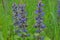Long blue small wild ayuga flowers
