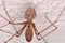 Long-bodied Cellar Spider (Pholcus phalangioides)