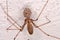 Long-bodied Cellar Spider (Pholcus phalangioides)