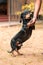 Long bodied Dachshund male dog playing with master, master holding pets front legs up, dog standing in two legs. concept of great