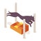 Long body dog hops over the long jump agility equipment. Vector isometric illustration isolated on white