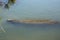 Long body of a manatee swimming at Merritt Island, Florida.