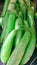 Long bottle gourd squash lauki doodhi dudhi green vine vegetable fresh organic food agriculture closeup view image photo