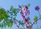 long branch bouquet violet jacaranda flower on tree in botany garden. group of floral blooming and buds hanging on tree blue sky