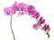Long branch with pink stripped isolated orchids