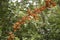 Long branch of scarlet firethorn Pyracantha coccinea with oran
