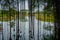 Long branches of banyan tree on the lake