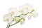 Long branches of bouquet delicate white orchid