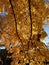 Long Branches With Pretty Orange Leaves Fall Foliage in Autumn in November