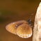 Long branded blue crow (Euploea algea) butterfly