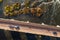 Long brick bridge, Kuldiga, Latvia. Captured from above