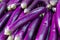 Long bright purple eggplant