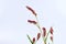 Long-bristled Smartweed Oriental Lady`s-thumb Polygonum caespitosum wild flower isolated on white